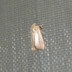 Leucania diatrecta (A Noctuid moth) at Conder, ACT - 29 Mar 2015 by michaelb