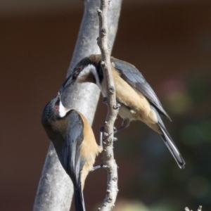 Acanthorhynchus tenuirostris at Higgins, ACT - 9 Aug 2017