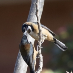 Acanthorhynchus tenuirostris at Higgins, ACT - 9 Aug 2017