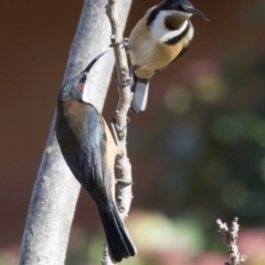 Acanthorhynchus tenuirostris at Higgins, ACT - 9 Aug 2017 09:06 AM