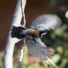 Acanthorhynchus tenuirostris at Higgins, ACT - 9 Aug 2017 09:06 AM