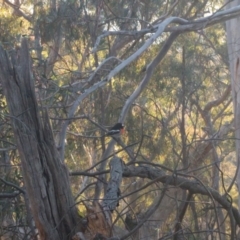 Petroica boodang (Scarlet Robin) at Mount Ainslie - 9 Aug 2017 by WalterEgo