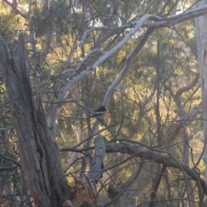 Petroica boodang at Majura, ACT - 9 Aug 2017