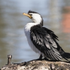 Microcarbo melanoleucos (Little Pied Cormorant) at Phillip, ACT - 9 Aug 2017 by Alison Milton