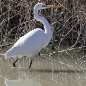 Ardea alba at Phillip, ACT - 9 Aug 2017 11:59 AM