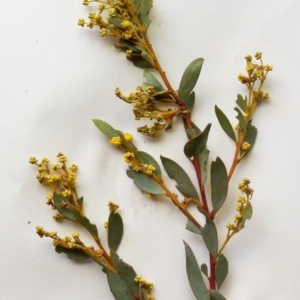 Acacia buxifolia subsp. buxifolia at Hughes, ACT - 9 Aug 2017