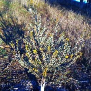 Acacia buxifolia subsp. buxifolia at Hughes, ACT - 9 Aug 2017