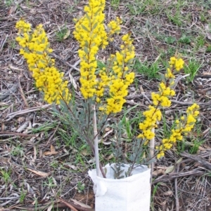 Acacia buxifolia subsp. buxifolia at Hughes, ACT - 9 Aug 2017 12:00 AM