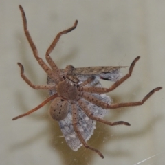 Isopeda sp. (genus) (Huntsman Spider) at Conder, ACT - 29 Mar 2015 by michaelb