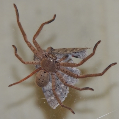 Isopeda sp. (genus) (Huntsman Spider) at Pollinator-friendly garden Conder - 29 Mar 2015 by michaelb