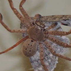 Isopeda sp. (genus) at Conder, ACT - 29 Mar 2015