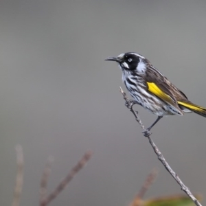 Phylidonyris novaehollandiae at Eden, NSW - 9 Aug 2017