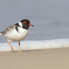 Charadrius rubricollis (Hooded Plover) at Eden, NSW - 8 Aug 2017 by Leo