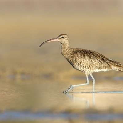 Numenius phaeopus (Whimbrel) at Merimbula, NSW - 9 Aug 2017 by Leo