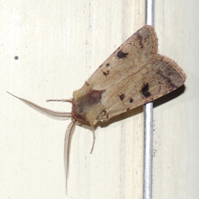 Agrotis porphyricollis (Variable Cutworm) at Conder, ACT - 29 Mar 2015 by MichaelBedingfield