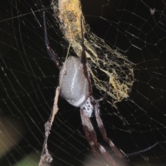 Trichonephila edulis (Golden orb weaver) at Greenway, ACT - 30 Mar 2015 by MichaelBedingfield