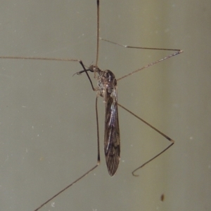 Geranomyia sp. (genus) at Conder, ACT - 30 Mar 2015 10:08 PM