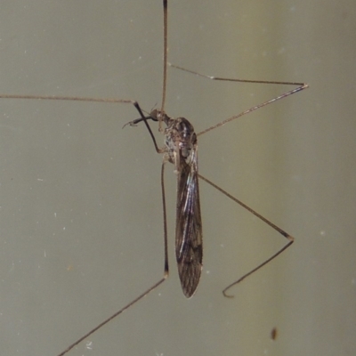 Geranomyia sp. (genus) (A limoniid crane fly) at Pollinator-friendly garden Conder - 30 Mar 2015 by michaelb