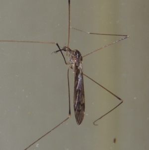 Geranomyia sp. (genus) at Conder, ACT - 30 Mar 2015