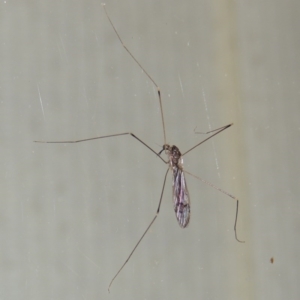 Geranomyia sp. (genus) at Conder, ACT - 30 Mar 2015 10:08 PM