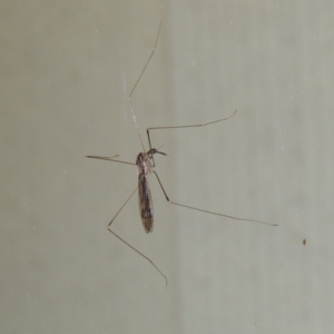 Geranomyia sp. (genus) at Conder, ACT - 30 Mar 2015 10:08 PM