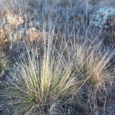 Poa labillardierei (Common Tussock Grass, River Tussock Grass) at Red Hill to Yarralumla Creek - 9 Aug 2017 by ruthkerruish