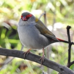 Neochmia temporalis (Red-browed Finch) at Fyshwick, ACT - 10 Aug 2017 by JohnBundock