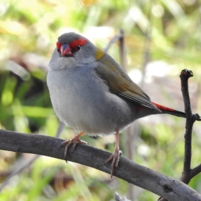 Neochmia temporalis (Red-browed Finch) at Jerrabomberra Wetlands - 10 Aug 2017 by JohnBundock