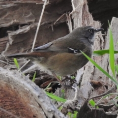 Sericornis frontalis (White-browed Scrubwren) at Jerrabomberra Wetlands - 10 Aug 2017 by JohnBundock