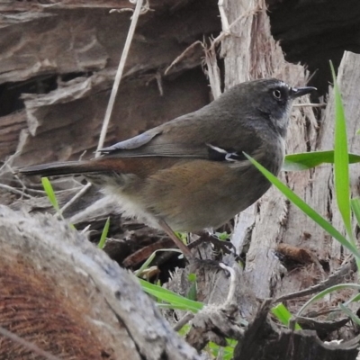 Sericornis frontalis (White-browed Scrubwren) at Fyshwick, ACT - 10 Aug 2017 by JohnBundock