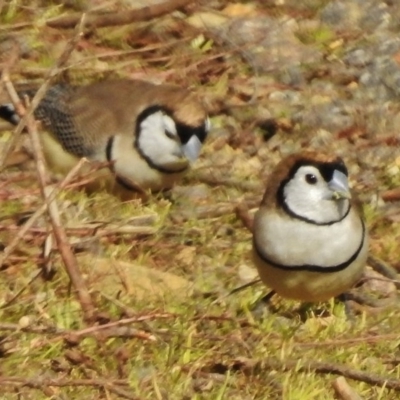 Stizoptera bichenovii (Double-barred Finch) at Fyshwick, ACT - 10 Aug 2017 by JohnBundock