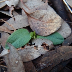 Pterostylis pedunculata (Maroonhood) at Cook, ACT - 8 Aug 2017 by CathB