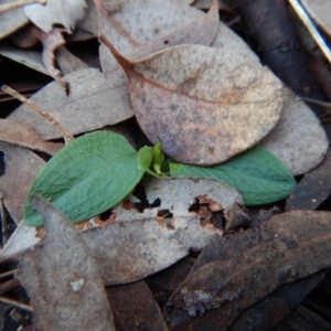 Pterostylis pedunculata at Cook, ACT - 8 Aug 2017