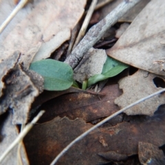 Pterostylis pedunculata at Cook, ACT - 8 Aug 2017