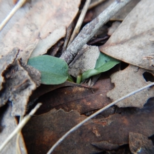 Pterostylis pedunculata at Cook, ACT - 8 Aug 2017