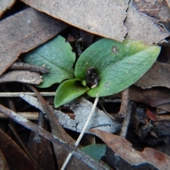 Pterostylis pedunculata at Cook, ACT - 8 Aug 2017