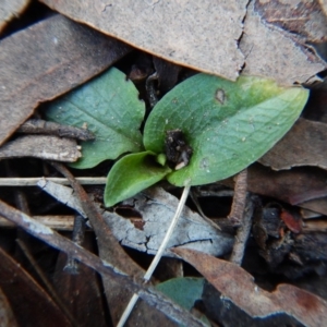 Pterostylis pedunculata at Cook, ACT - 8 Aug 2017