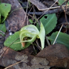 Pterostylis nutans (Nodding Greenhood) at Belconnen, ACT - 8 Aug 2017 by CathB