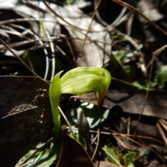 Pterostylis nutans at Belconnen, ACT - suppressed