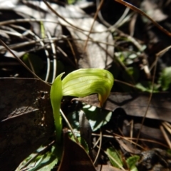 Pterostylis nutans at Belconnen, ACT - 8 Aug 2017