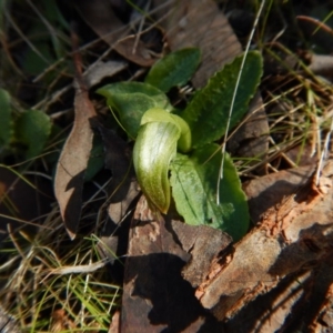 Pterostylis nutans at Belconnen, ACT - 8 Aug 2017