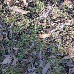 Pterostylis nutans at Belconnen, ACT - suppressed