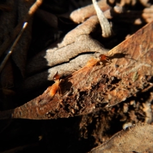 Nasutitermes sp. (genus) at Belconnen, ACT - 10 Aug 2017