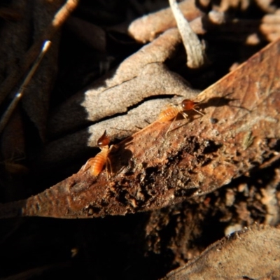Nasutitermes sp. (genus) (Snouted termite, Gluegun termite) at Belconnen, ACT - 10 Aug 2017 by CathB