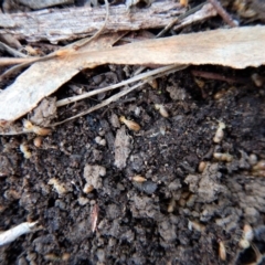 Nasutitermes (genus) at Belconnen, ACT - suppressed