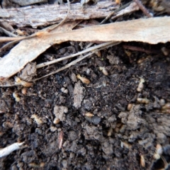 Nasutitermes sp. (genus) at Belconnen, ACT - 10 Aug 2017