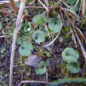 Cyrtostylis reniformis at suppressed - 8 Aug 2017