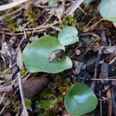 Corysanthes incurva (Slaty Helmet Orchid) at Aranda, ACT - 10 Aug 2017 by CathB