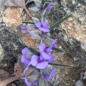 Hovea heterophylla at Kambah, ACT - 9 Aug 2017 07:52 PM