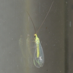 Plesiochrysa ramburi (A Green Lacewing) at Pollinator-friendly garden Conder - 30 Mar 2015 by michaelb